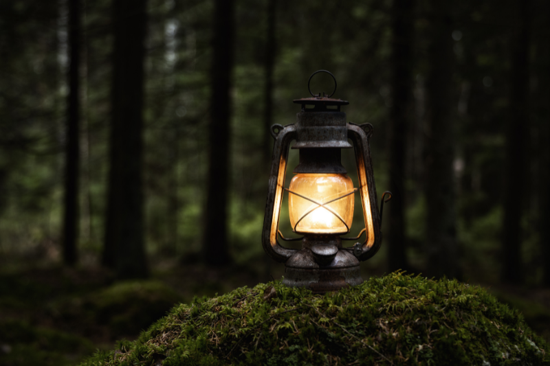 A lantern in a forest