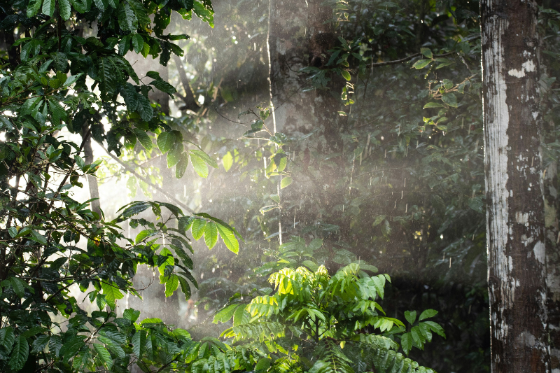 Sunlight streaming through Australian rainforest