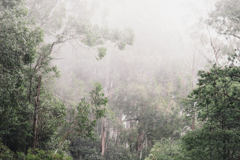 Fog settling at the top of Australian gumtrees