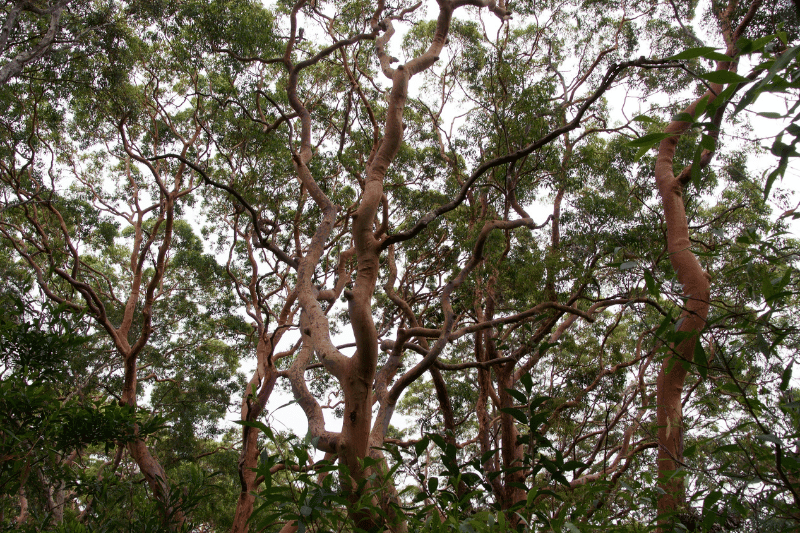 Tall tree branches intertwining