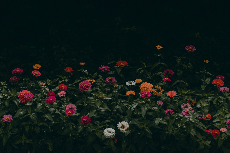 The three daily questions for Organisational excellence represented by colourful flowers blooming against a dark background